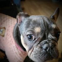 Colima Animal Hospital ico