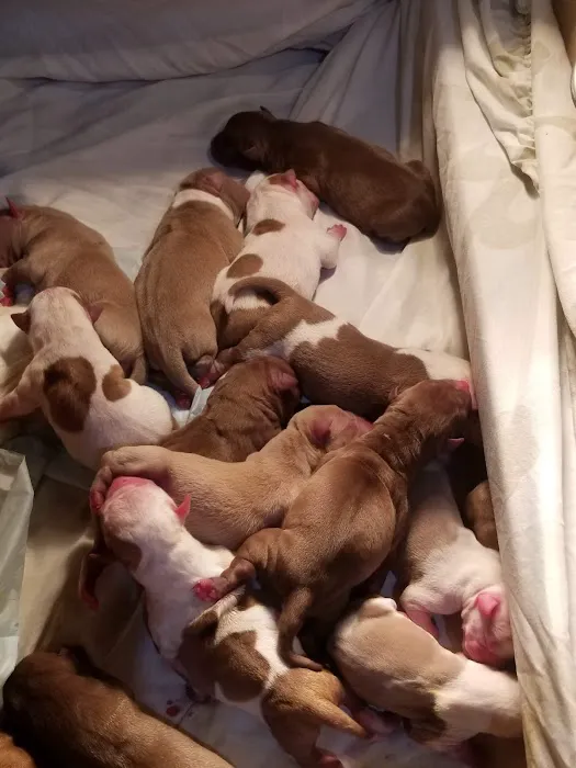 Colima Animal Hospital Picture 3