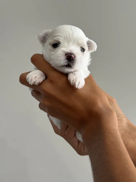 Colima Animal Hospital Picture 7