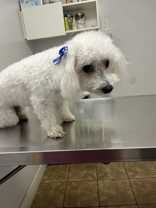 Animal Hospital Santa Fe Picture 3