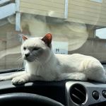 Blue Cross Veterinary Hospital