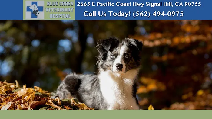 Blue Cross Veterinary Hospital Picture 10