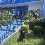 Signal Hill Pet Hospital