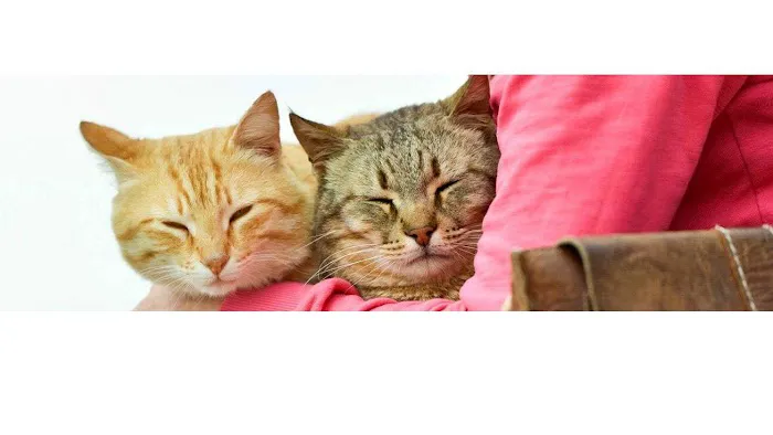 Signal Hill Pet Hospital Picture 4