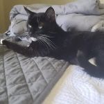 Long Beach Animal Urgent Care