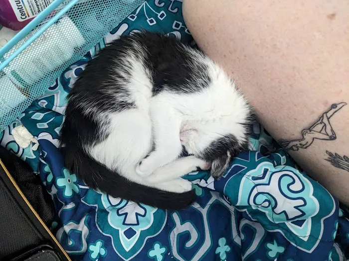 Long Beach Animal Urgent Care Picture 5