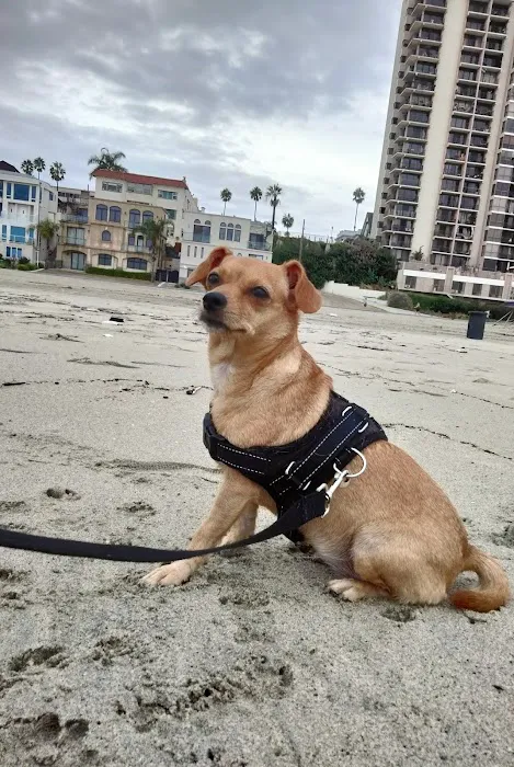 Long Beach Animal Urgent Care Picture 3