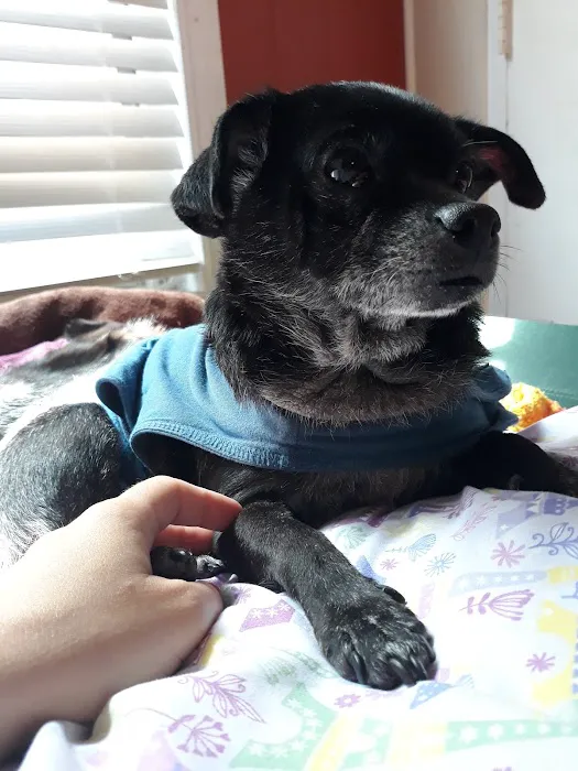 Long Beach Animal Urgent Care Picture 6