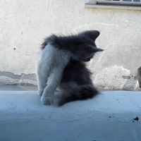 Los Coyotes Pet Hospital ico