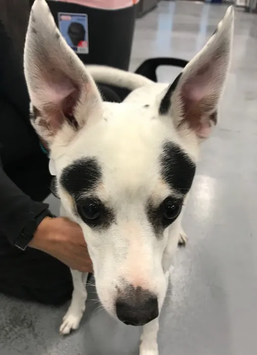 Los Coyotes Pet Hospital Picture 10