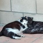 Freckles and Friends Pet Clinic