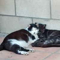 Freckles and Friends Pet Clinic ico