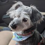 Primary Care Animal Hospital