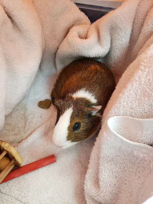 Long Beach Animal Hospital Picture 2