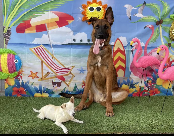 Long Beach Animal Emergency Picture 6