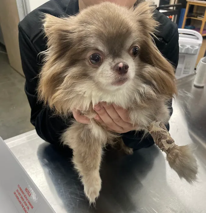 Long Beach Animal Emergency Picture 5