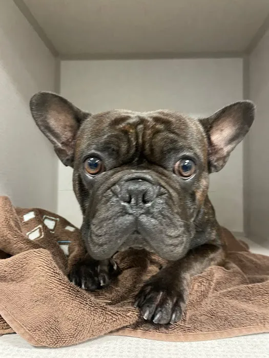 Long Beach Animal Emergency Picture 7