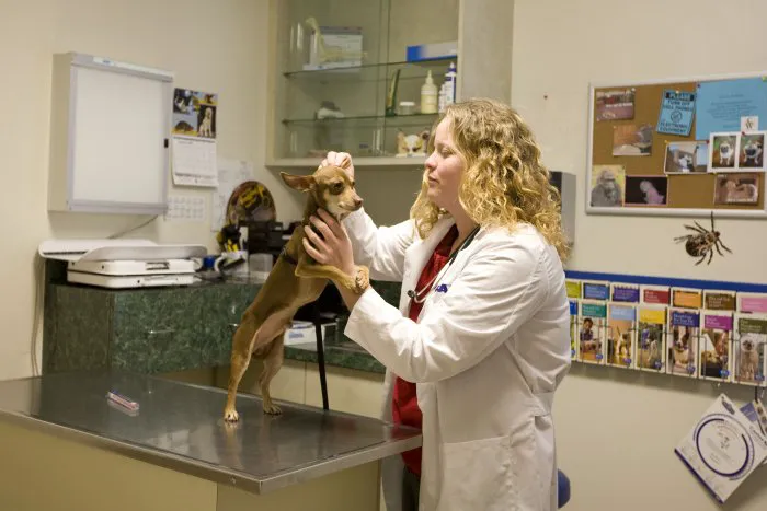 VCA Los Altos Animal Hospital Picture 7