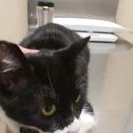 Spring Animal Hospital