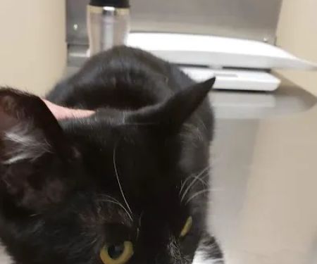 Spring Animal Hospital