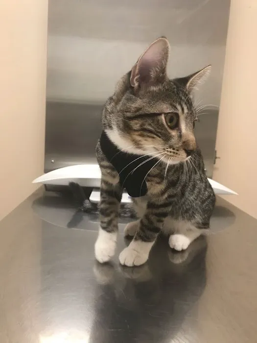 Spring Animal Hospital Picture 6