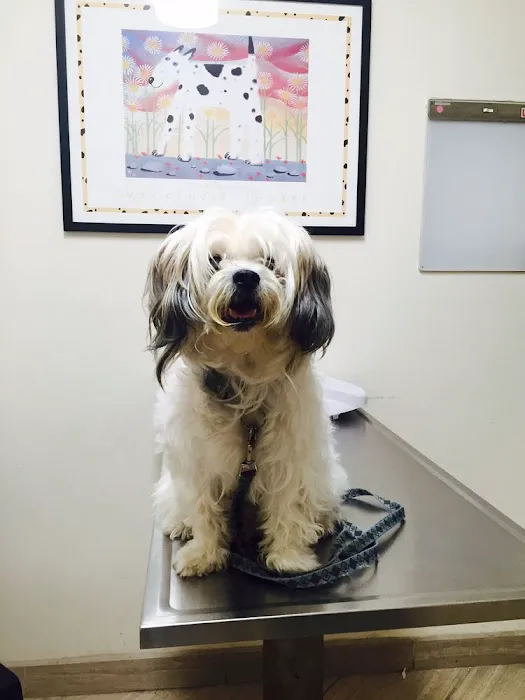 Spring Animal Hospital Picture 2