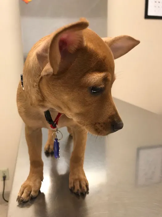 Spring Animal Hospital Picture 7