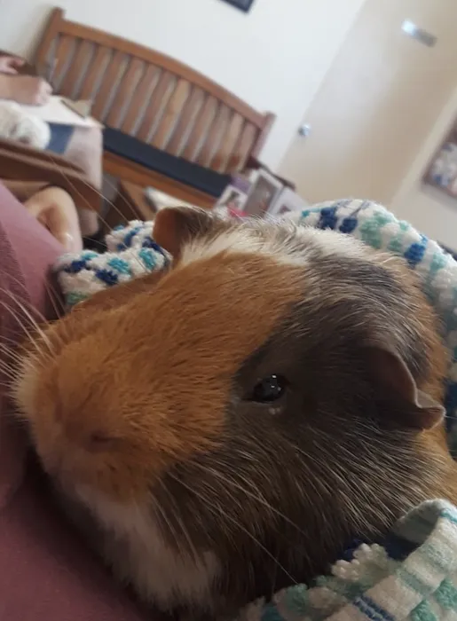 Spring Animal Hospital Picture 8