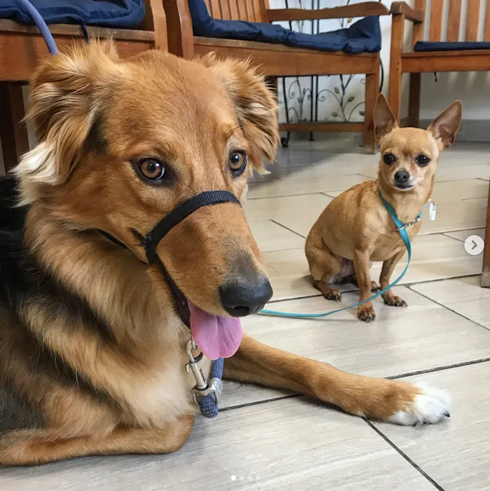 Spring Animal Hospital Picture 9