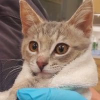 Top Choice Animal Hospital ico