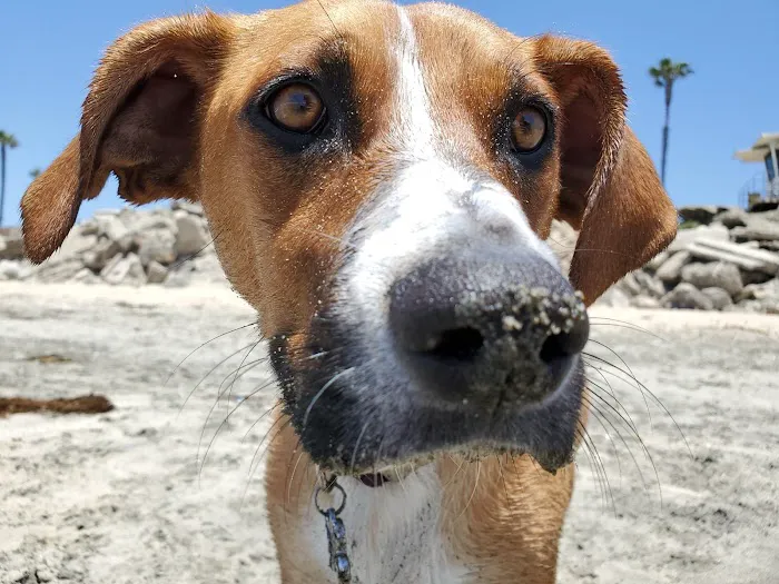 Top Choice Animal Hospital Picture 4