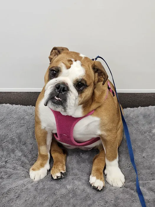 Stitches Veterinary Surgery Picture 2
