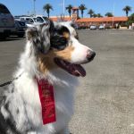 Ciel Animal Hospital
