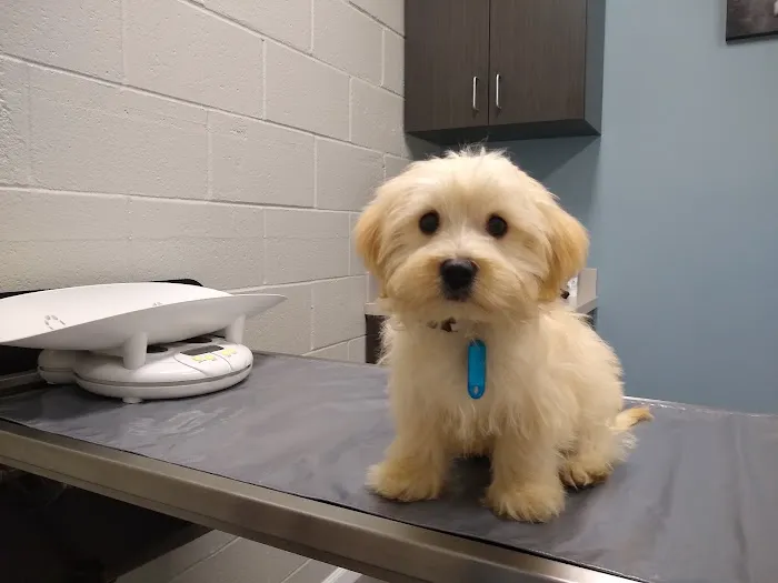 Ciel Animal Hospital Picture 4