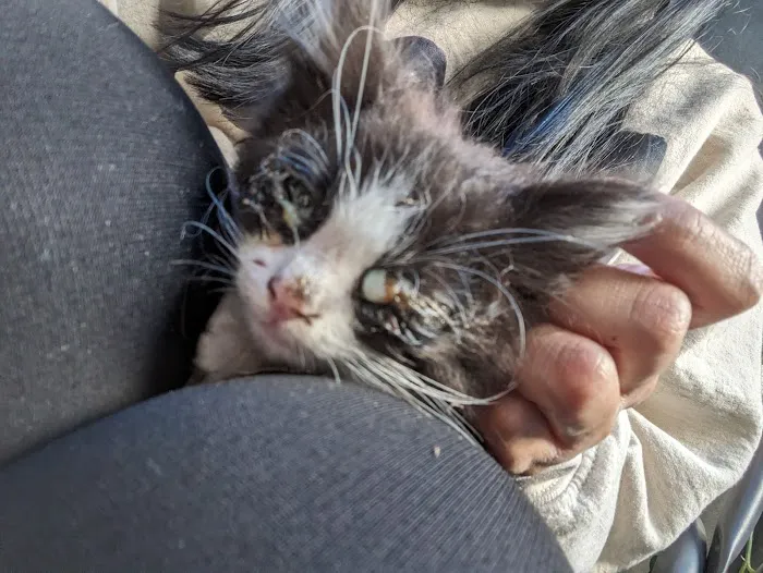 Garvey Pet Hospital Picture 2