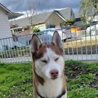 Garvey Pet Hospital ico