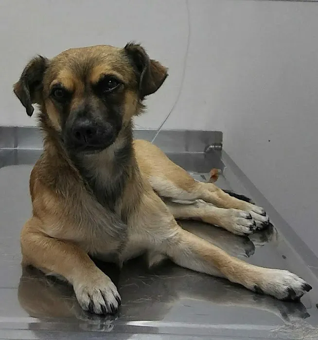 Garvey Pet Hospital Picture 8