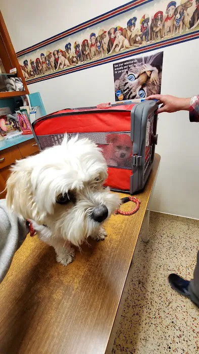 Las Tunas Animal Hospital Picture 4