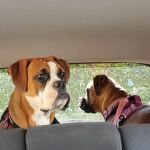 County Line Animal Hospital