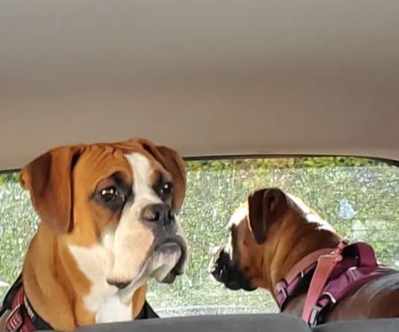 County Line Animal Hospital
