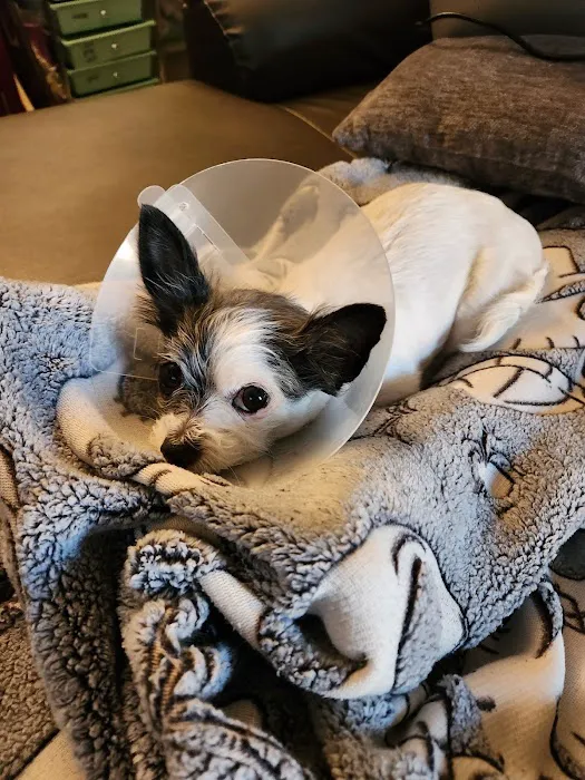 County Line Animal Hospital Picture 10