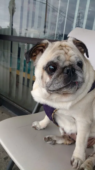 La Mirada Animal Health Center Picture 5