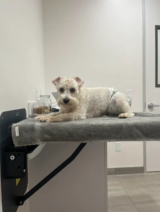 Cerritos Animal hospital Picture 2