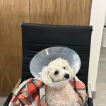 Cerritos Animal hospital