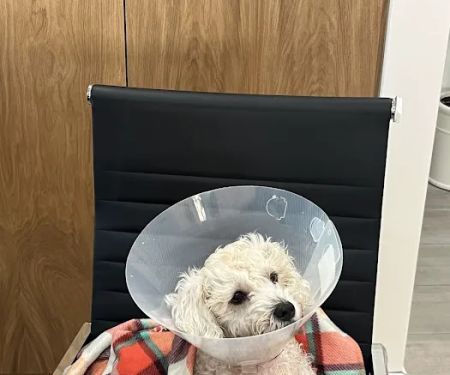 Cerritos Animal hospital