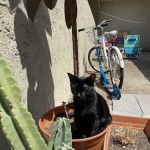 Walker Street Dog & Cat Hospital