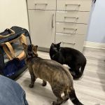 Aspire Veterinary Center
