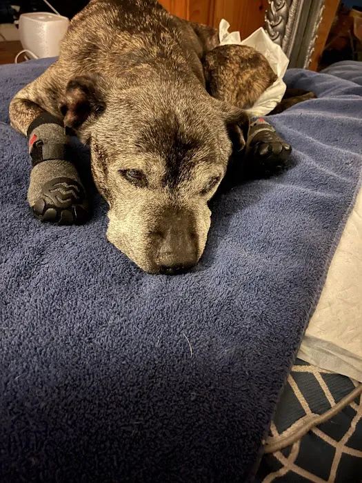 Aspire Veterinary Center Picture 4