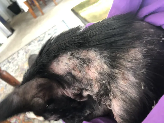Vetco Total Care Animal Hospital Picture 3