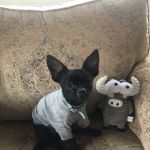 Vetco Total Care Animal Hospital